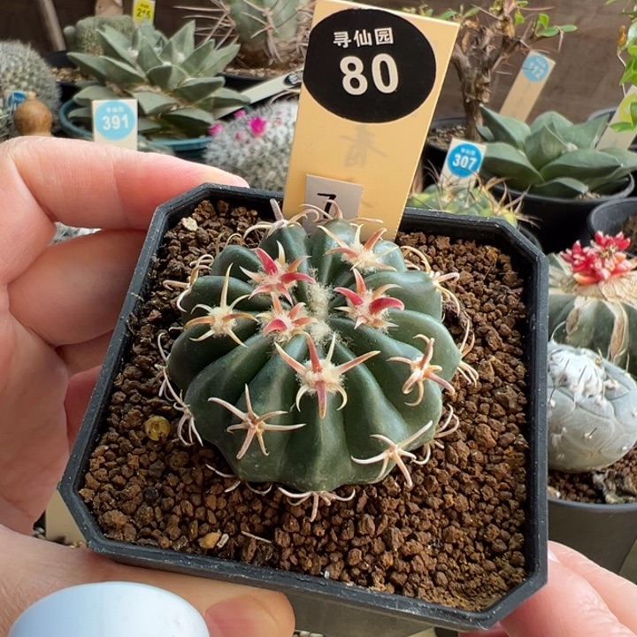 实生武藏凌波4.3cm