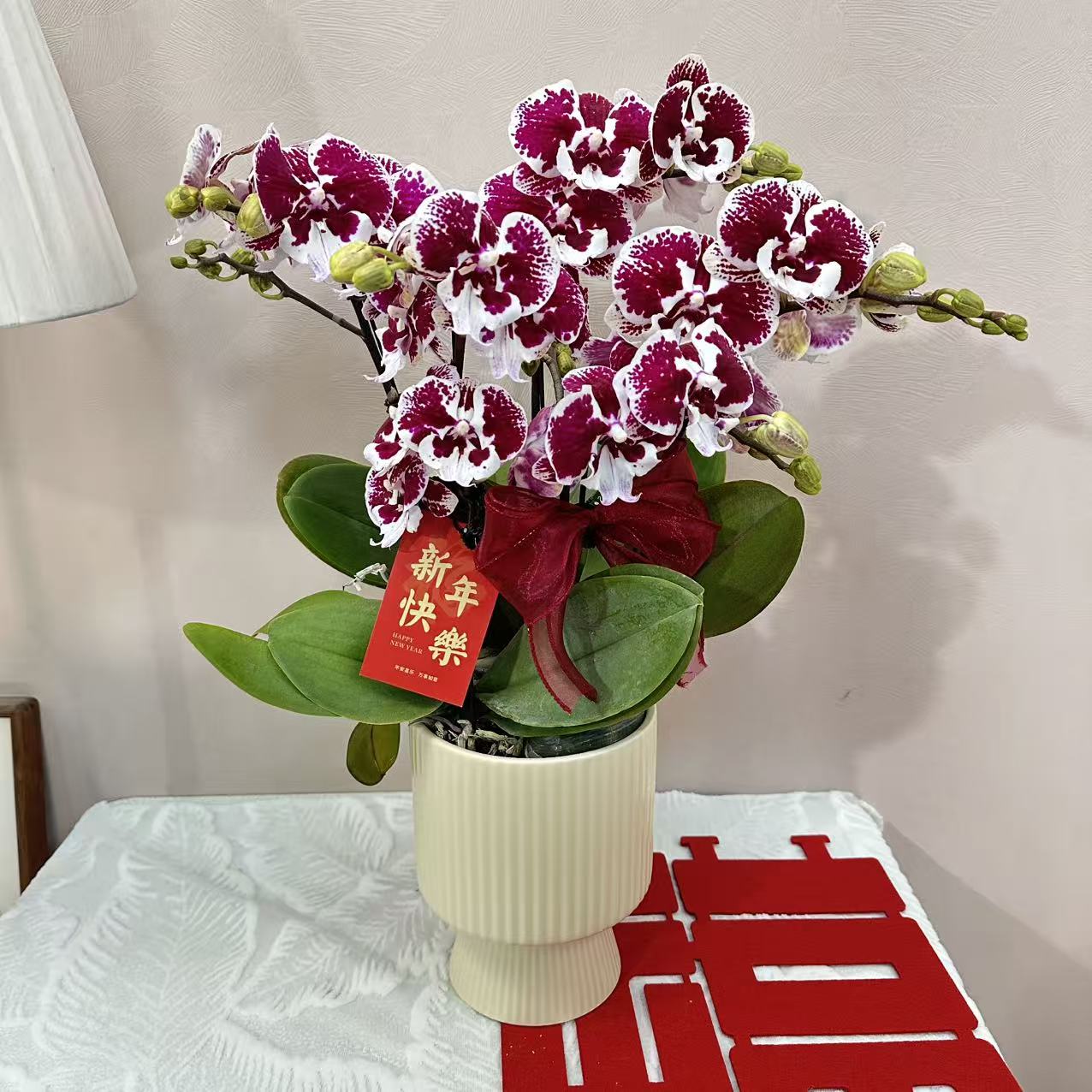 蝴蝶兰《卡布奇诺》黑红色 轻奢高级 耐开好养 室内花花