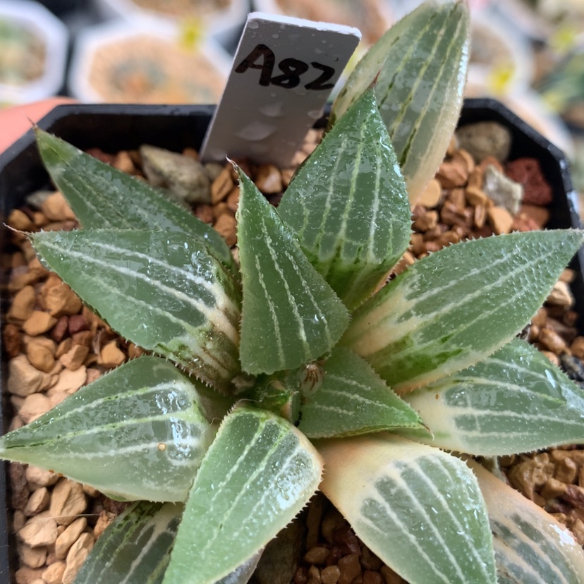 【闪购商品】82寿锦