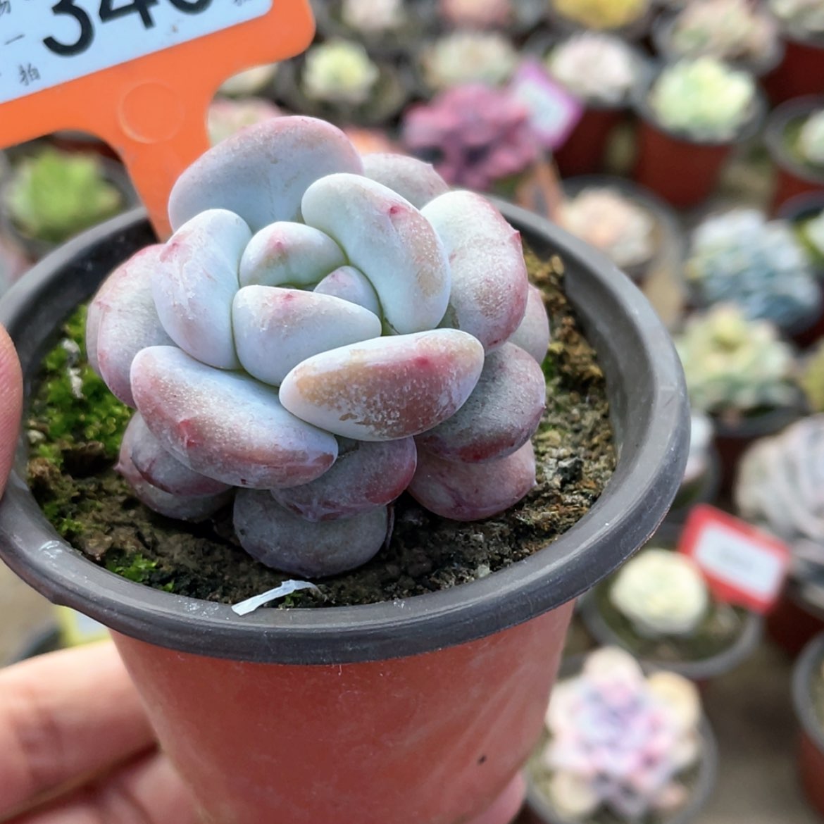 【闪购商品】布340号