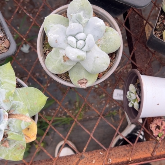 我*柯谢谢宝～一物一拍7900