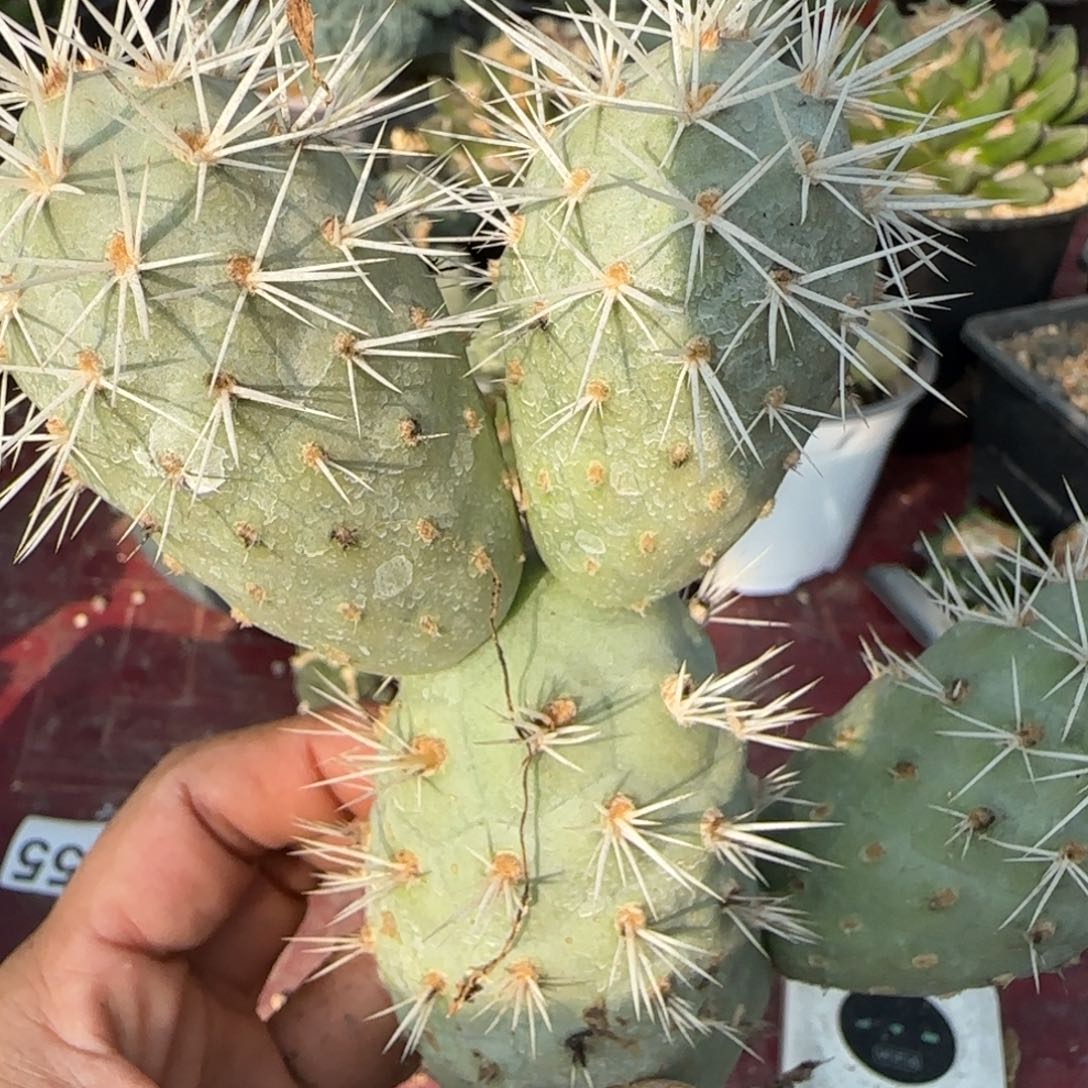 无花朵四头原地白狂刺有根牙