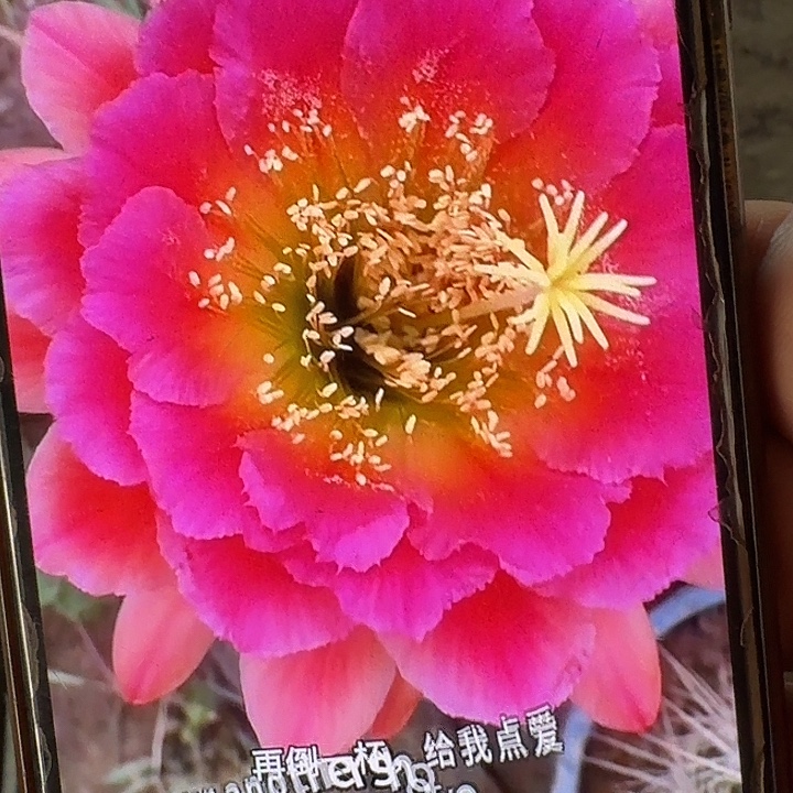 闭月侧芽5公分左右毛花柱（20包邮）