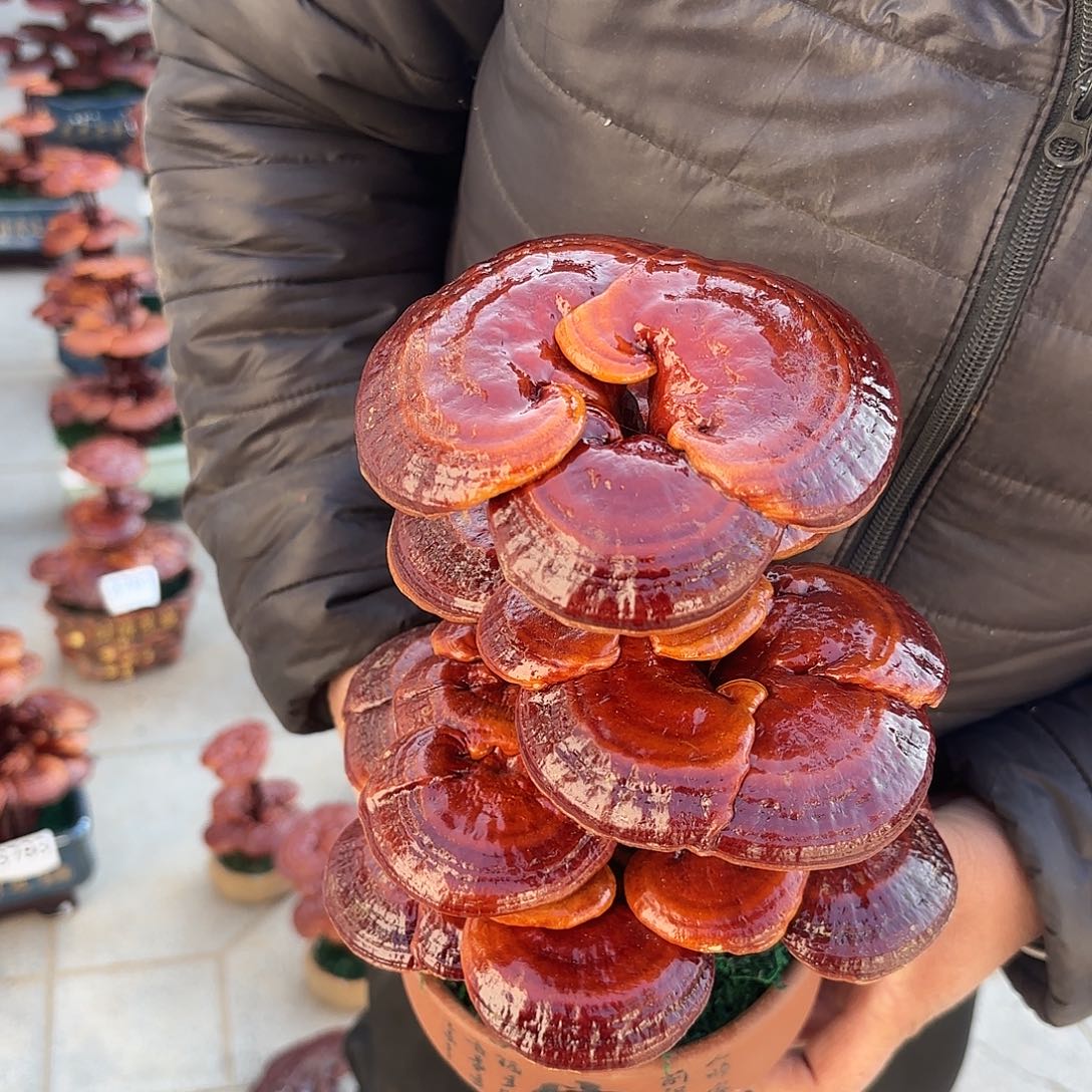 无花朵灵芝是我国著名植物