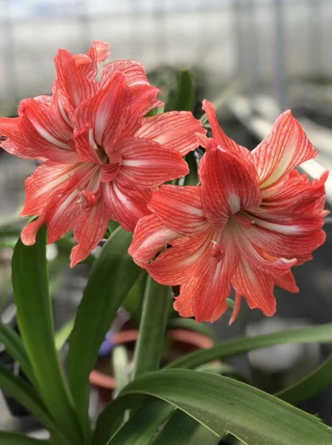 珍妮小姐）现货 朱顶红种球重瓣大花基地自然球