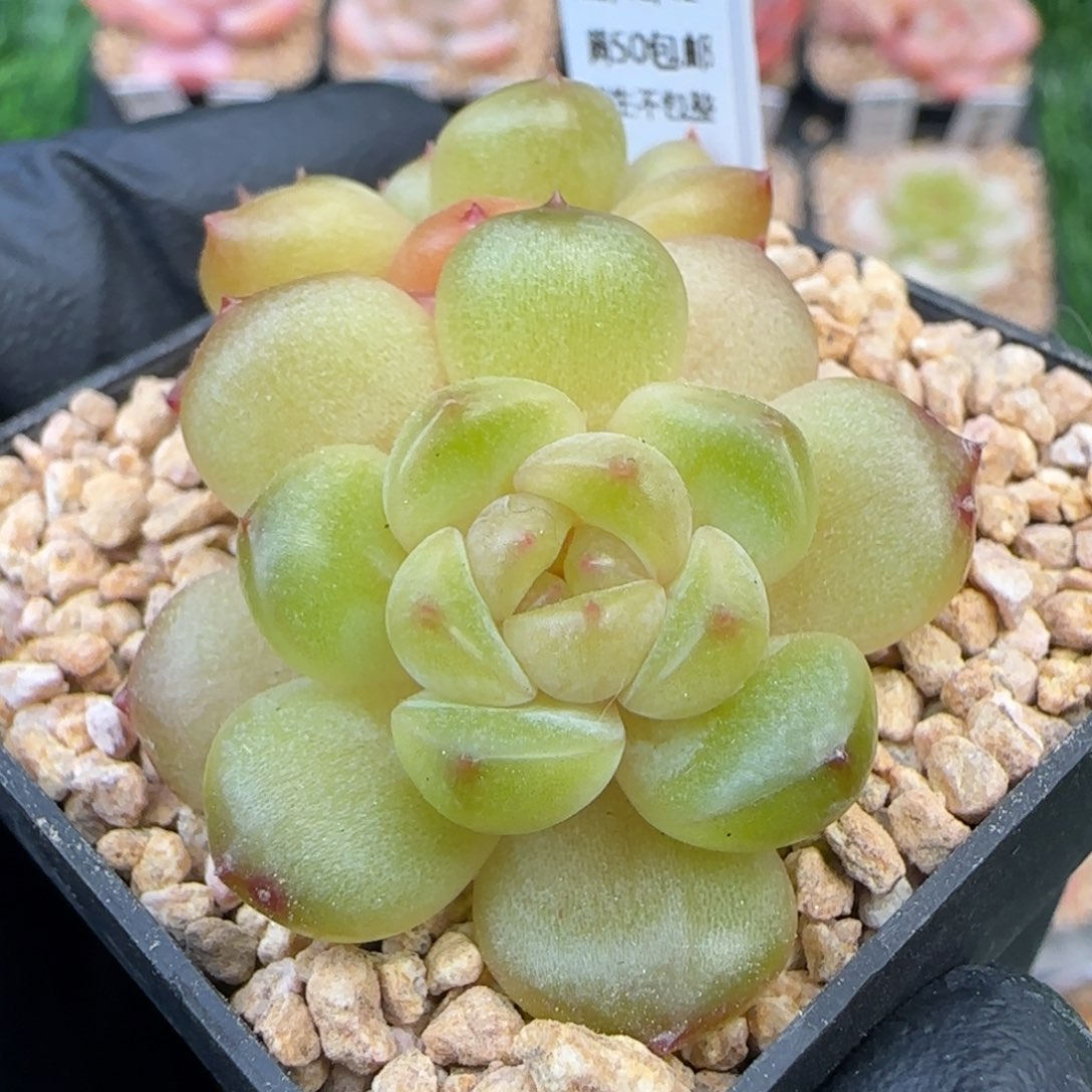 092   孤品   5厘米盆