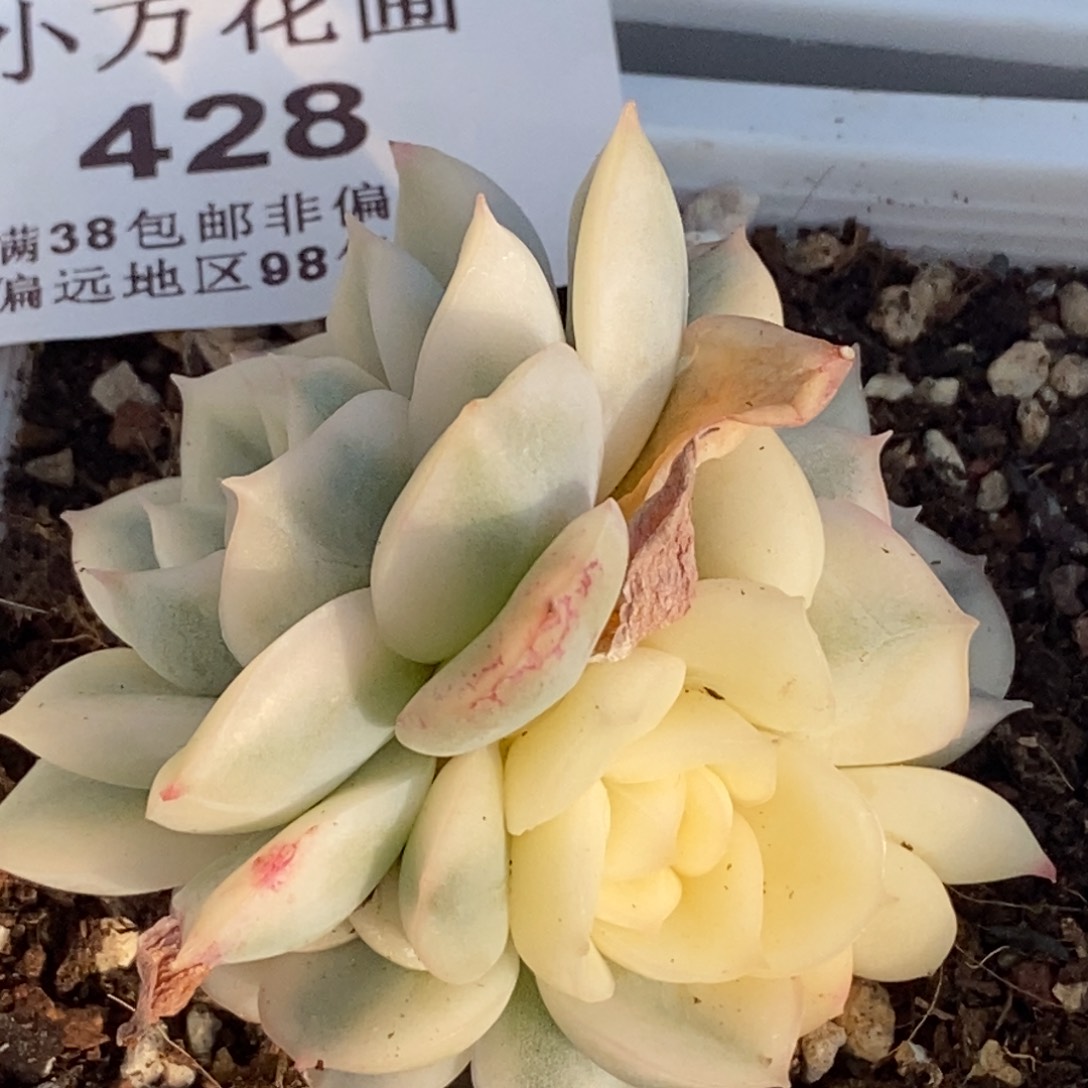 428月亮仙子锦无砍四头