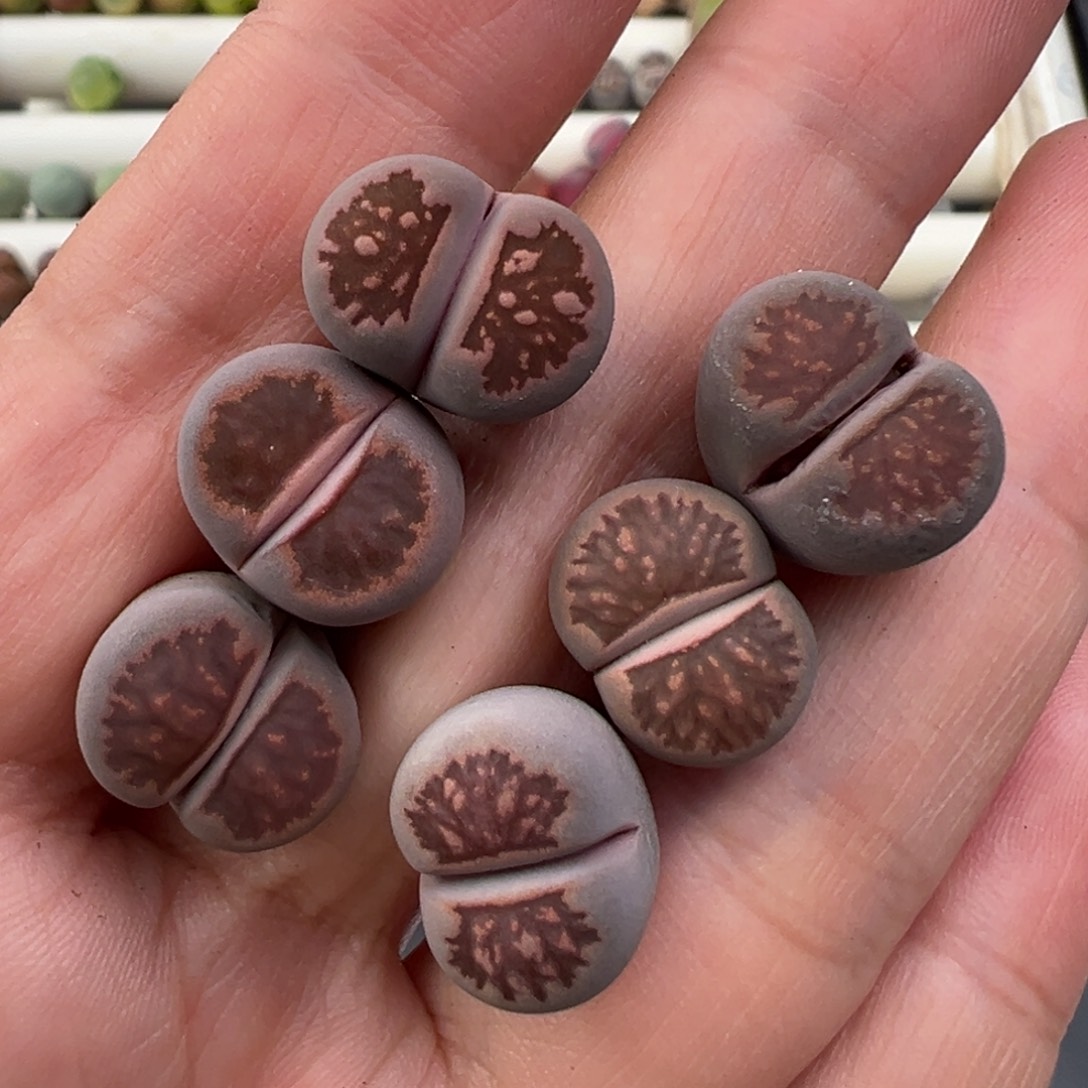 1.2好看的多肉脱土发货160