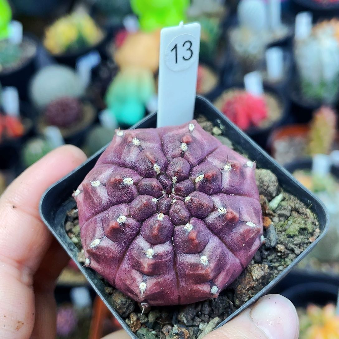 非偏远地区满25包邮仙人球