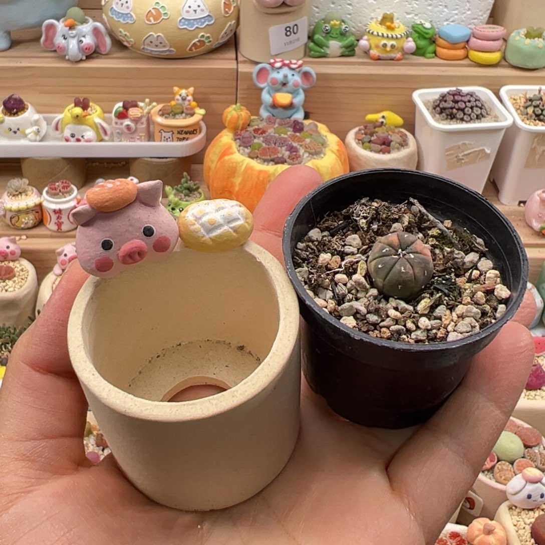 m***g多肉植物136号兜锦