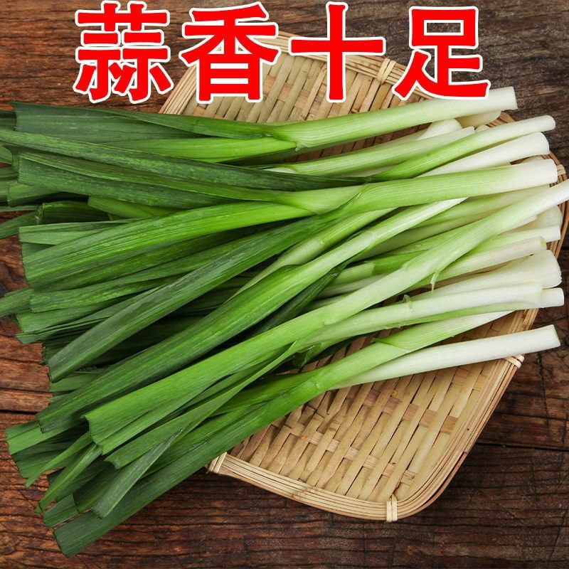 新鲜现挖红根蒜苗白皮青蒜带泥蒜香味十足