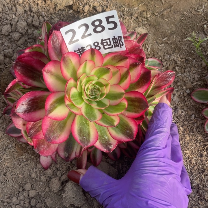 2285二号棚倾城多肉植物M