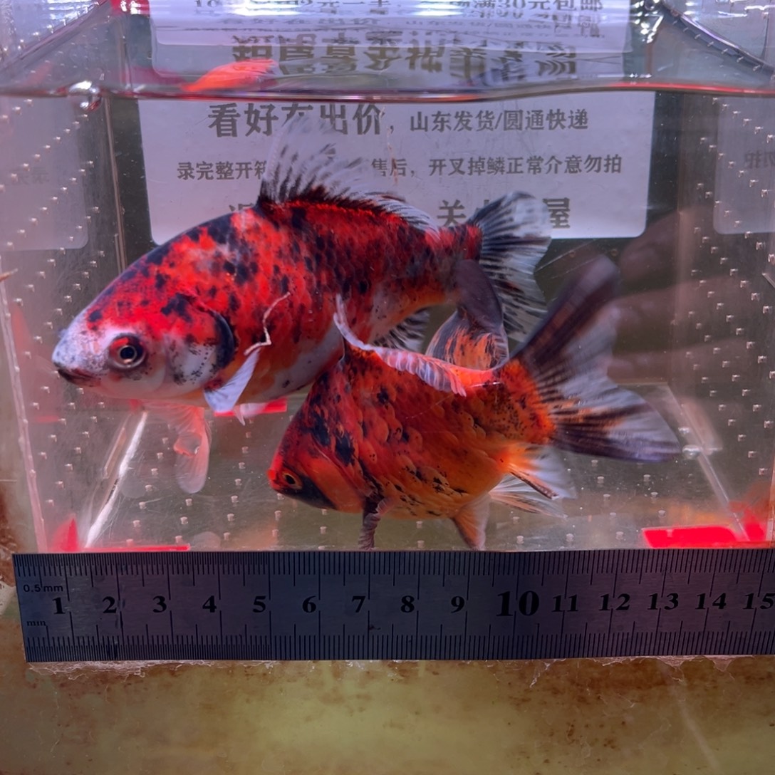 海水鱼166号的时候还没有去