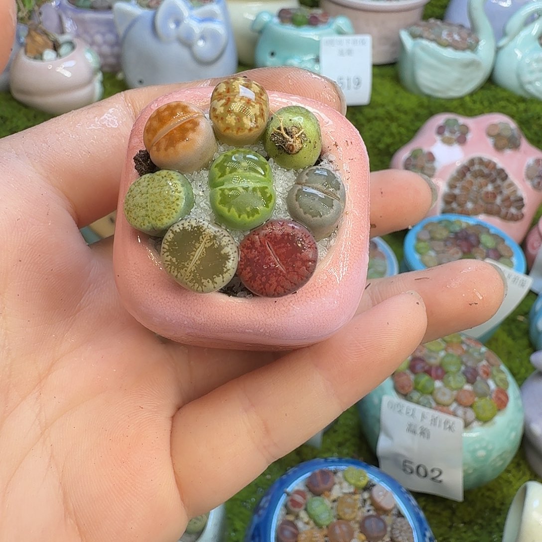 多肉植物的生长发育527