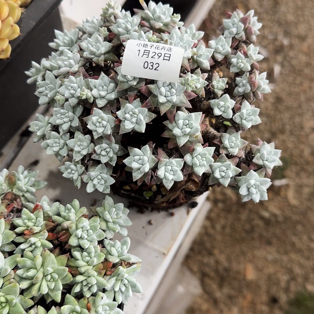 ③****?032白菊仙女杯多头植物