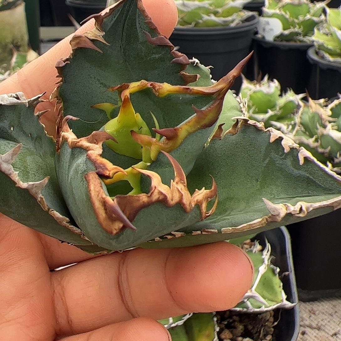 极光龙舌兰仁王冠顶芽