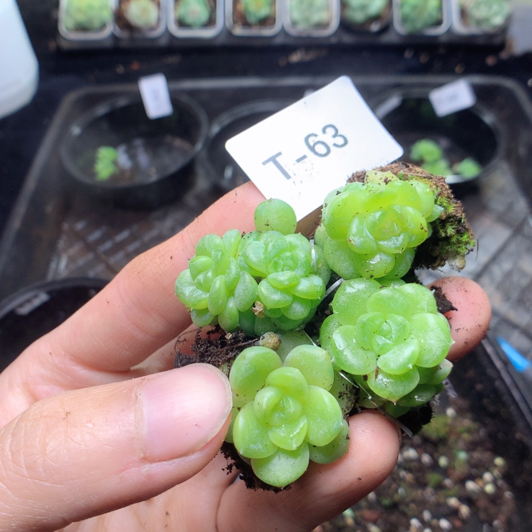 无花朵T63英语英语英语英语英语英语英语