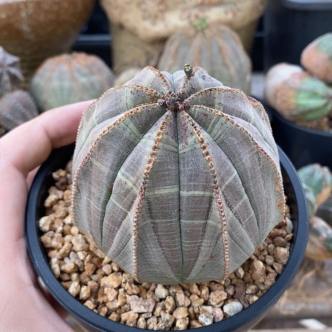 欧系实生布纹球多肉植物