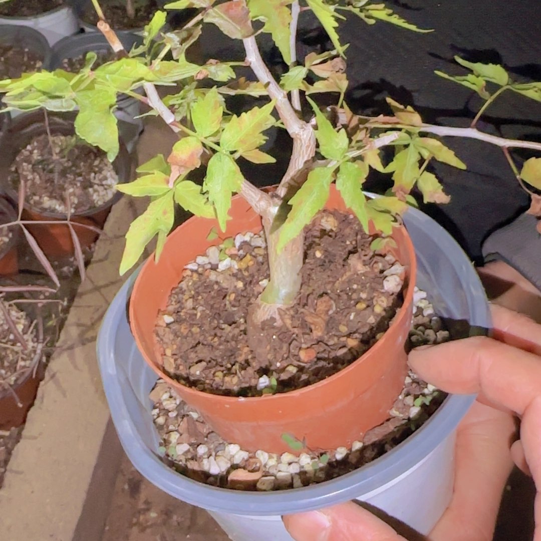 w***n块根植物块根植物