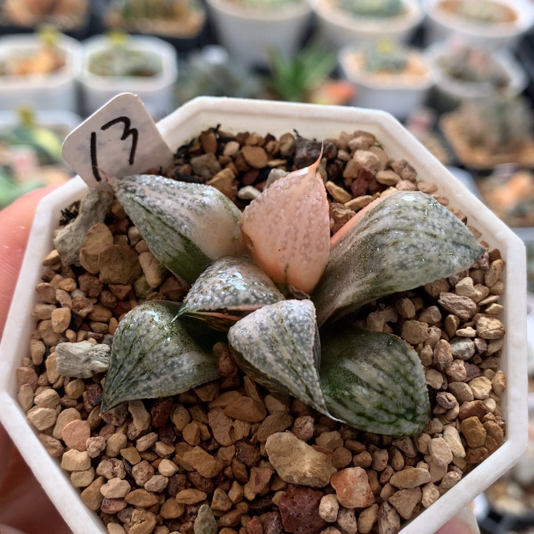 以实际为准13青蟹