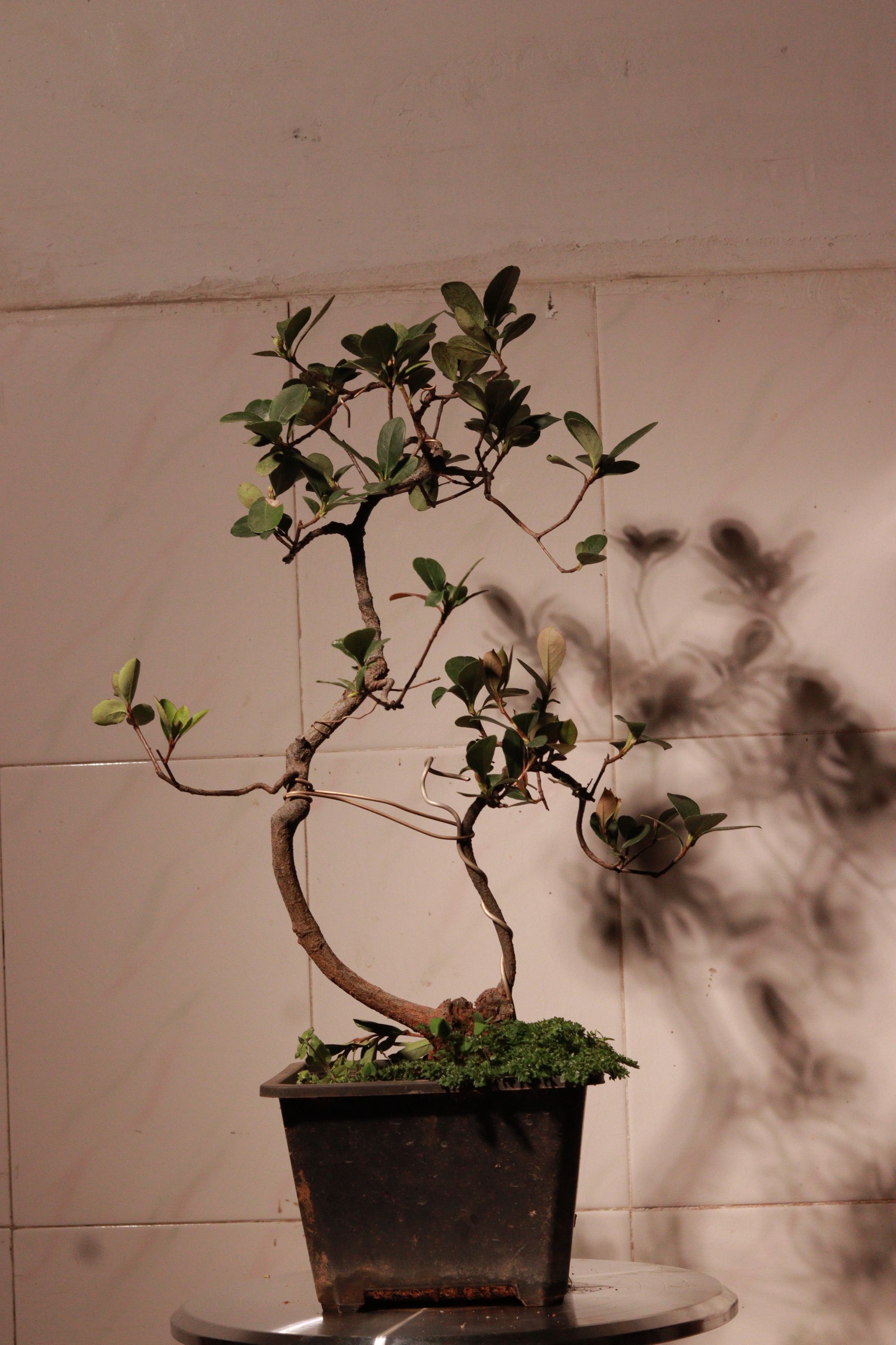 海岛春花栀子花石枫茶盆景花卉绿植