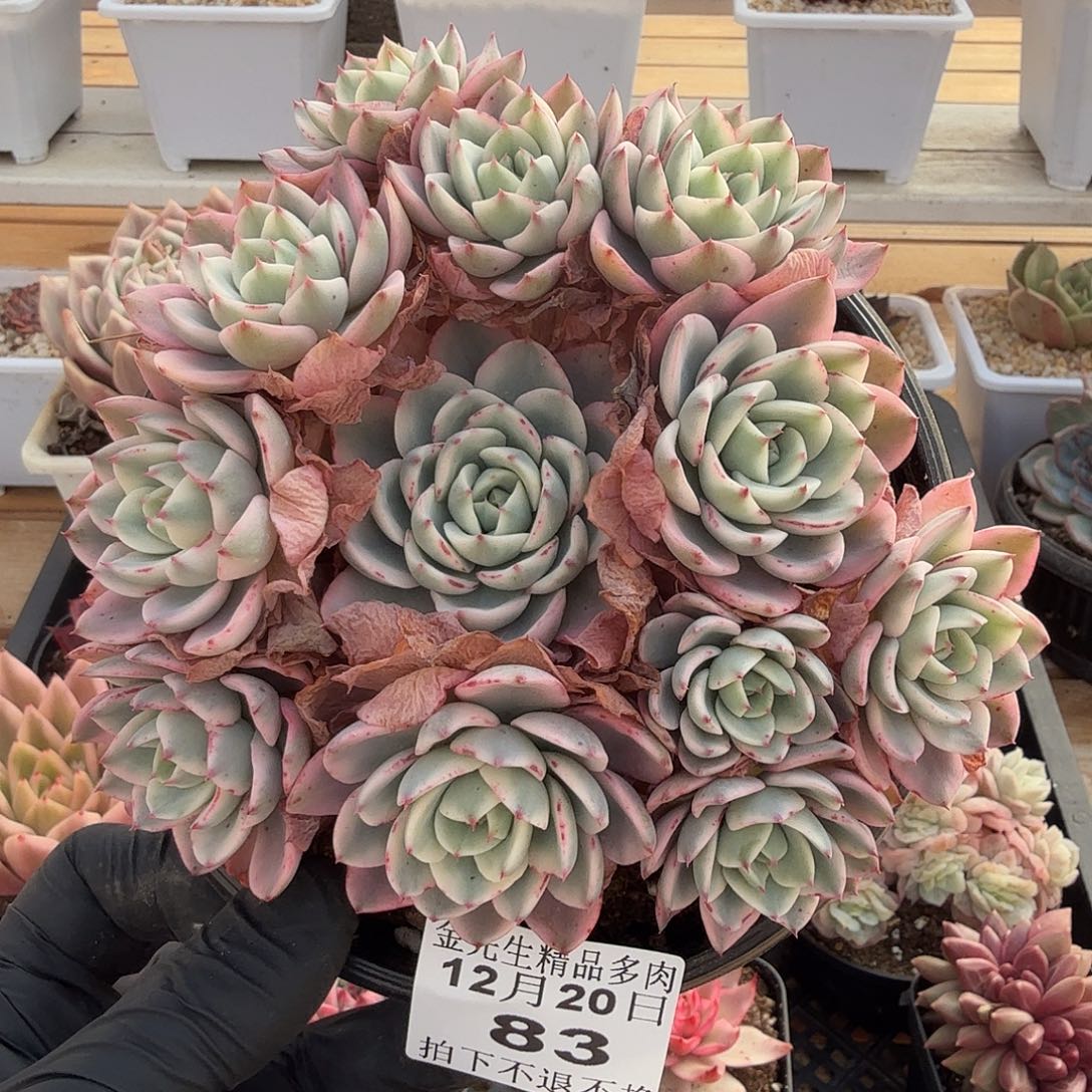 1220-83奶油黄桃锦群