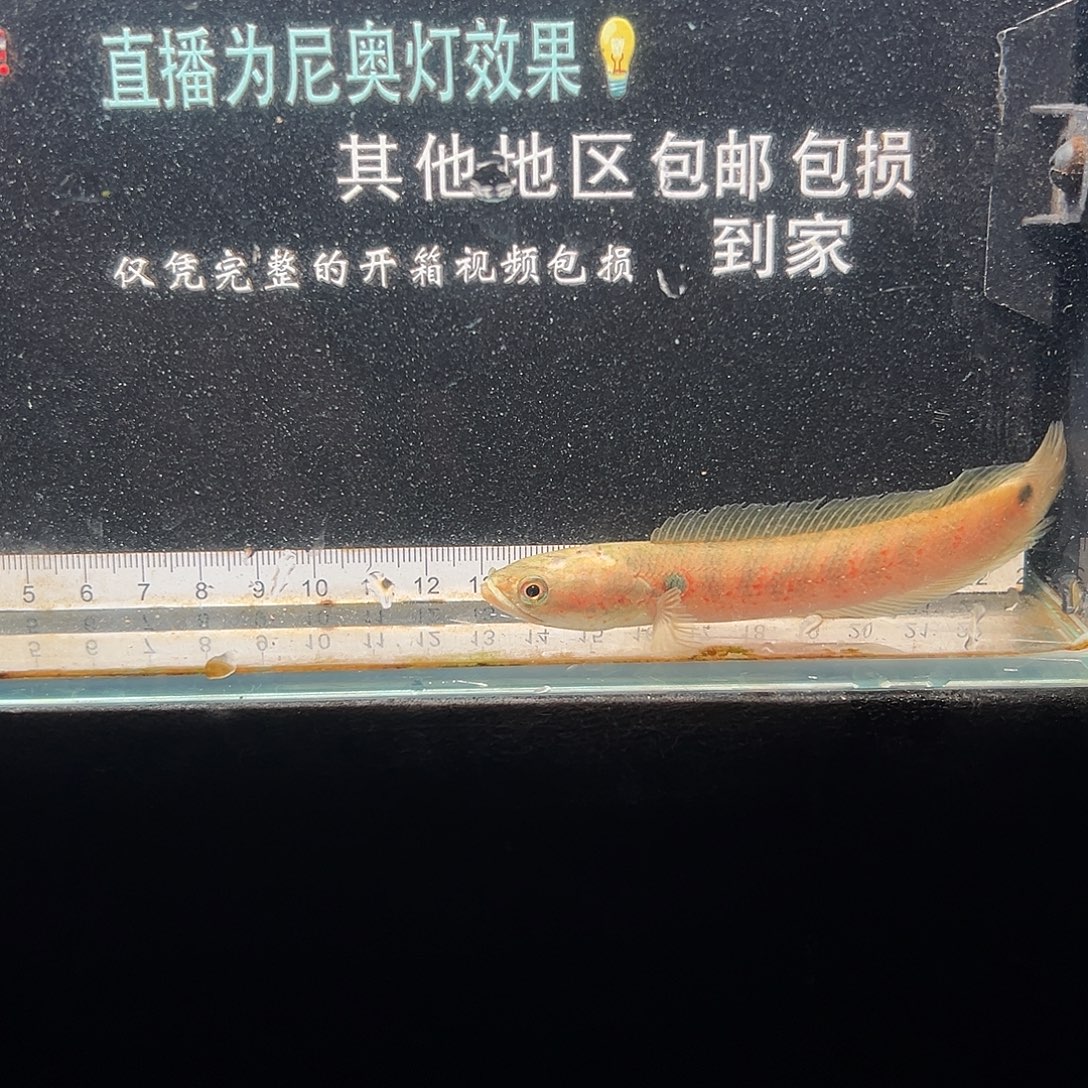 雷龙鱼七星雷龙鱼