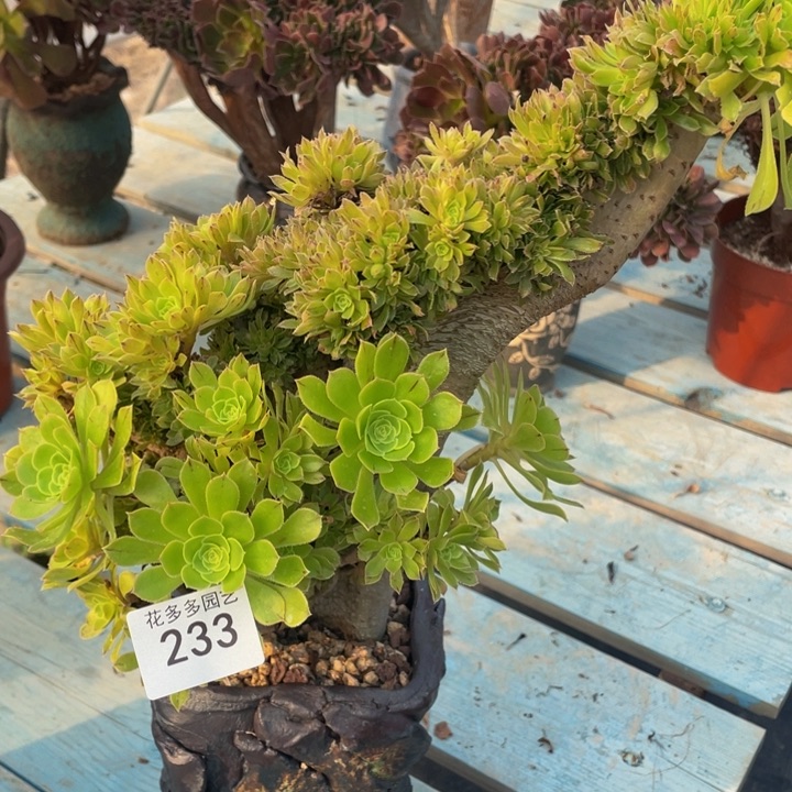 233号绿法师缀花