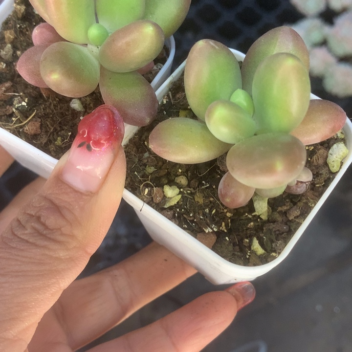 芒果奶（满9.99包邮不满9.99发叶子）