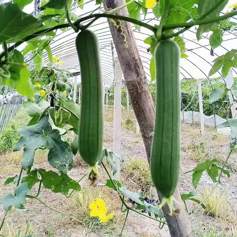 滨海老家长的丝瓜