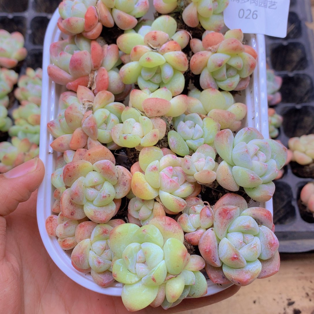 我要去买东西吃啊你吃了026