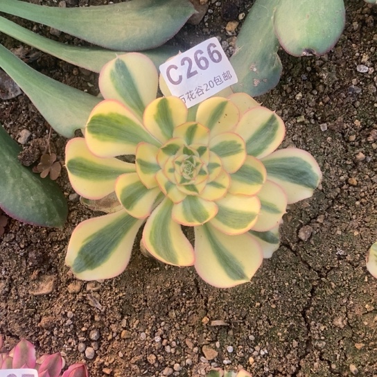 266王妃多肉植物