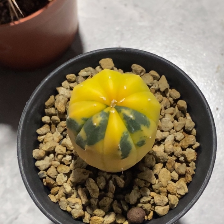 完全开放实生星兜锦