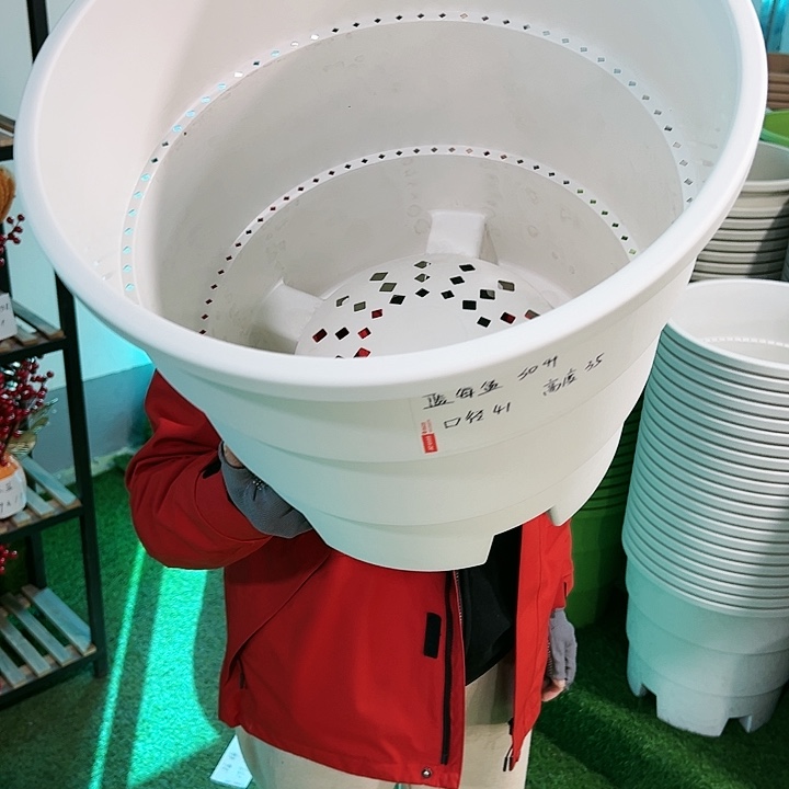 正品蓝莓盆口41高35白色无托3只