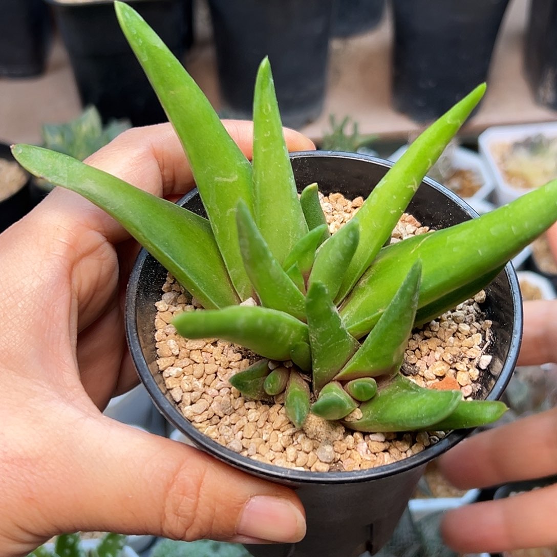 盾叶风车母本带崽12cm