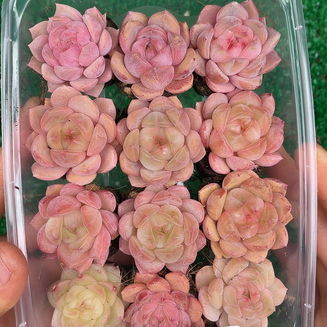 多肉植物一物一拍2-10