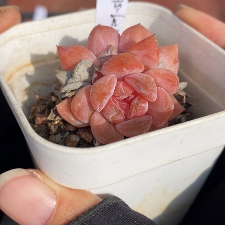 1209-566'粉魄双头多肉