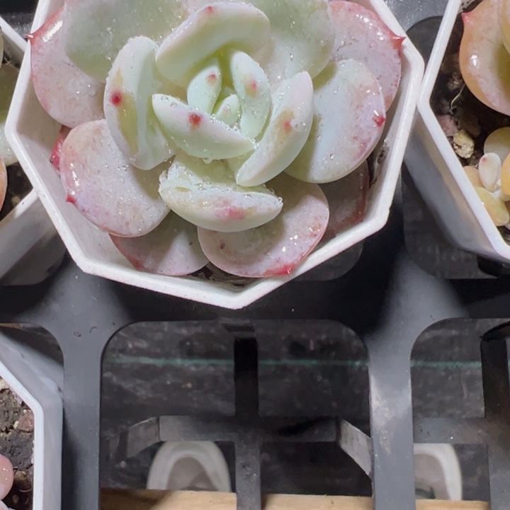 奶茶精品多肉植物