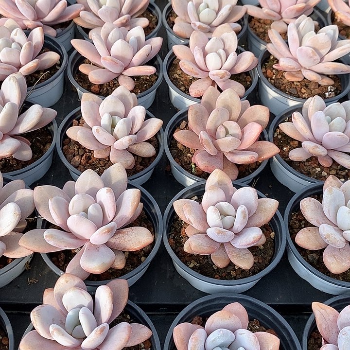 27粉兔 单头福利多多