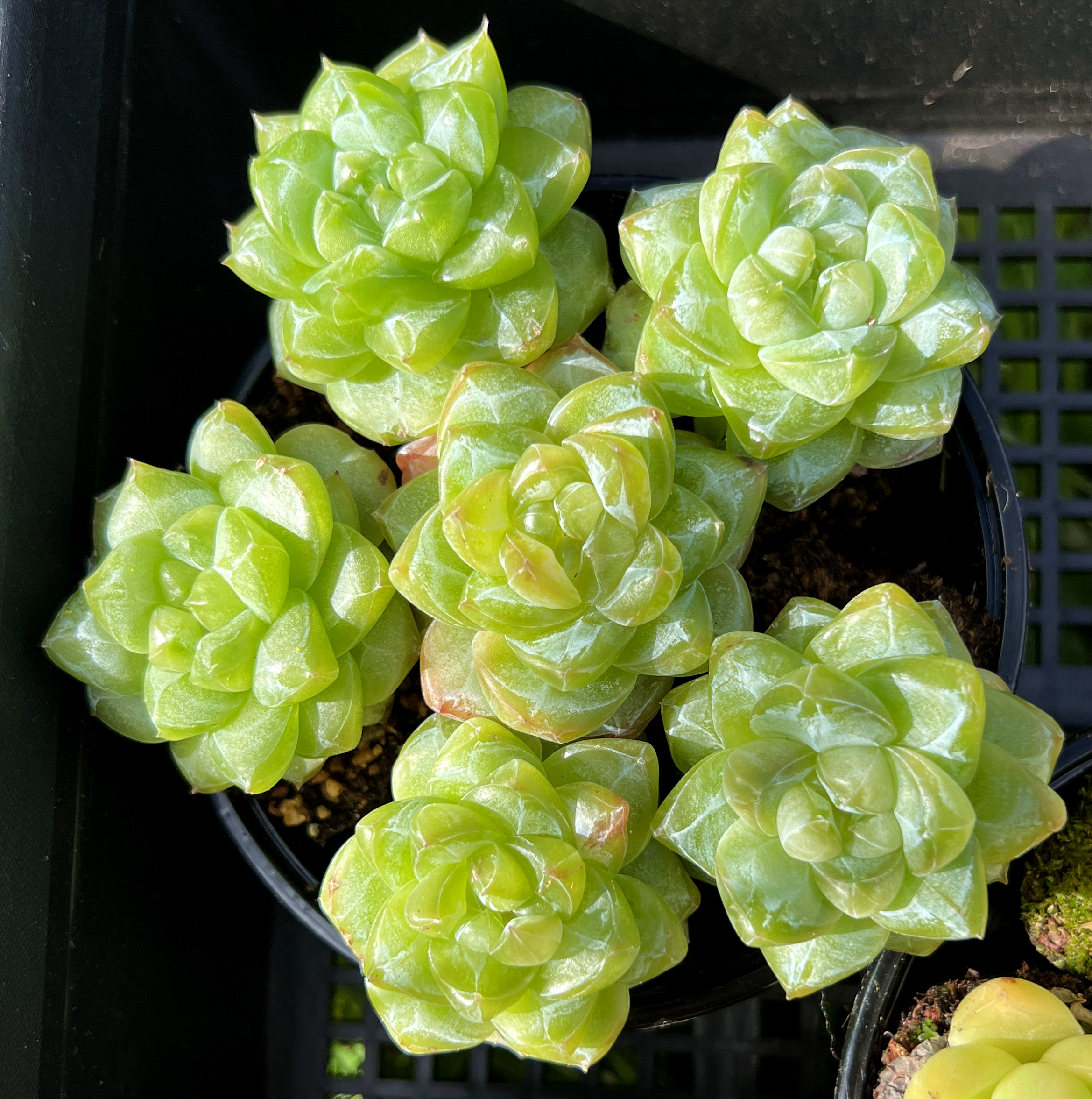 肉满满多肉 多肉植物 店铺邮费、补差、保温链接/单拍无效  