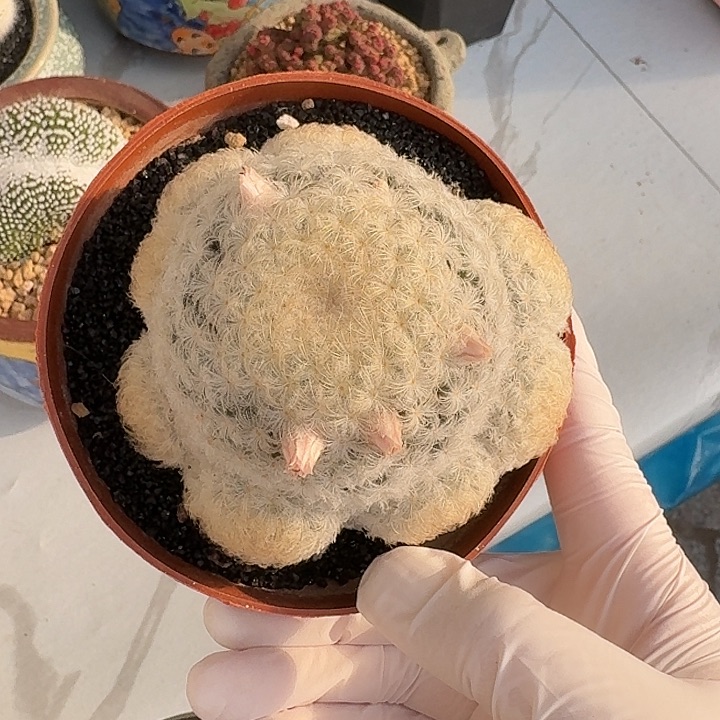 白星仙人球仙人球123