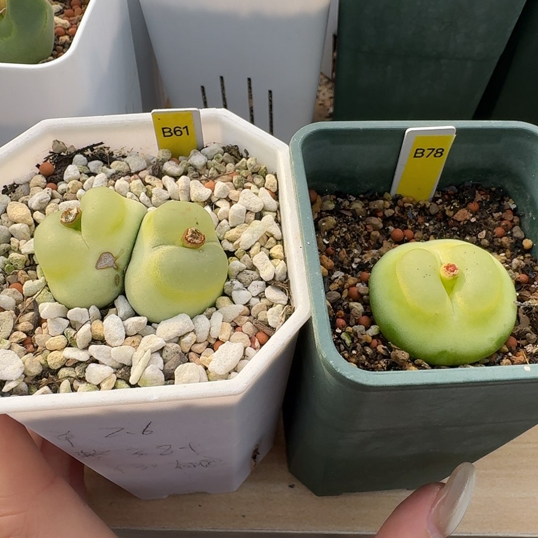 ****风B61，B78拉登脱土发货