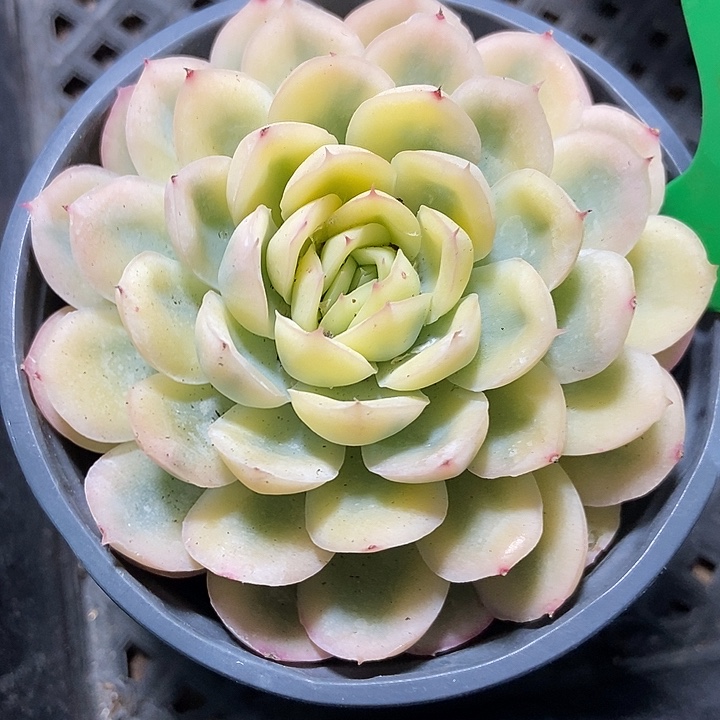 多肉植物草莓冰锦790