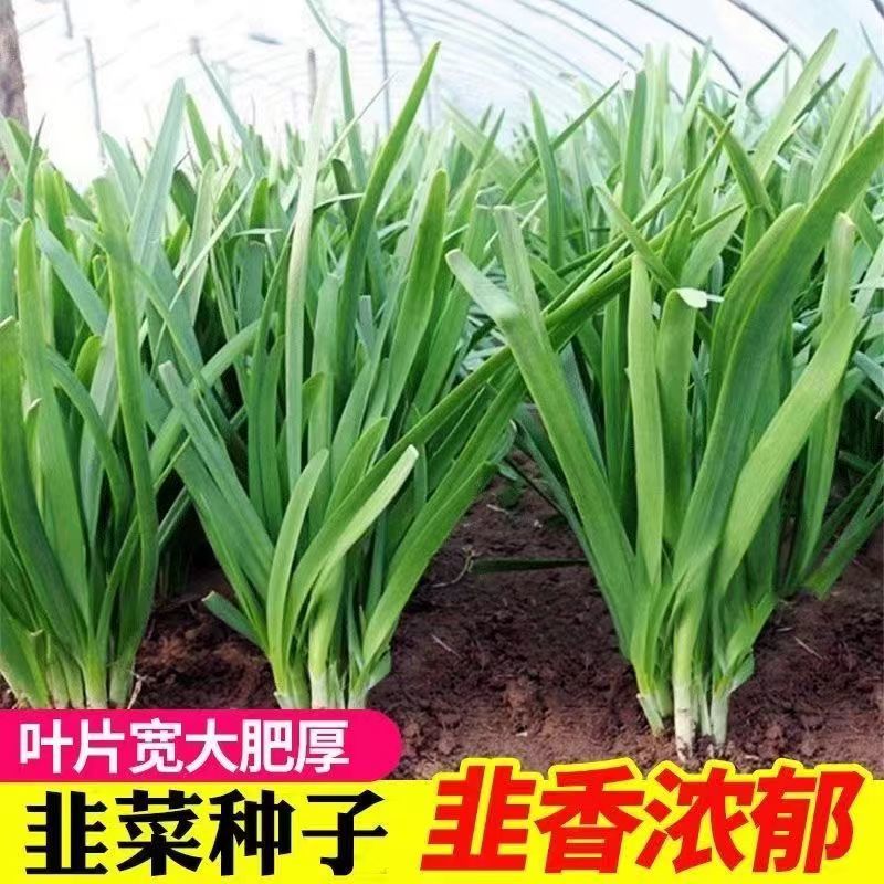四季白根韭菜种子四季种籽子根宽叶根苗蔬菜苗籽
