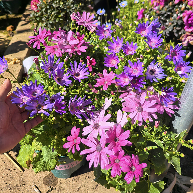 塞妮蒂瓜叶菊盆栽(花量大 花期长 多年生 耐寒)庭院阳台开花植物