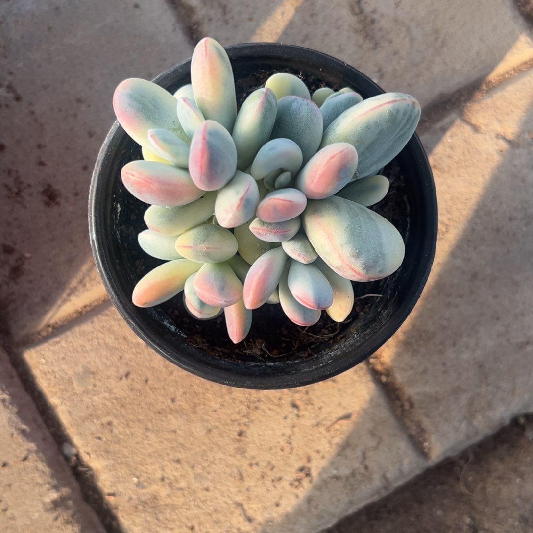 用****5多肉乒乓福娘锦2278号