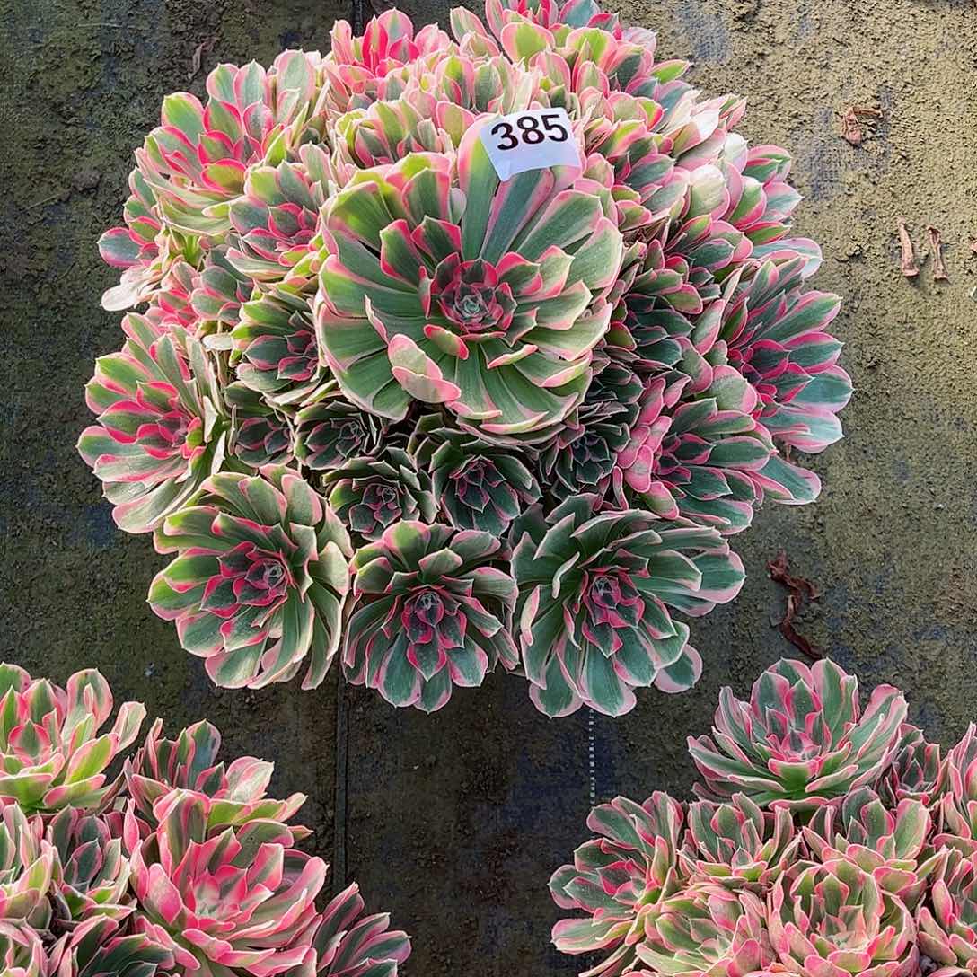 无花朵佛**照多肉植物花样年华385