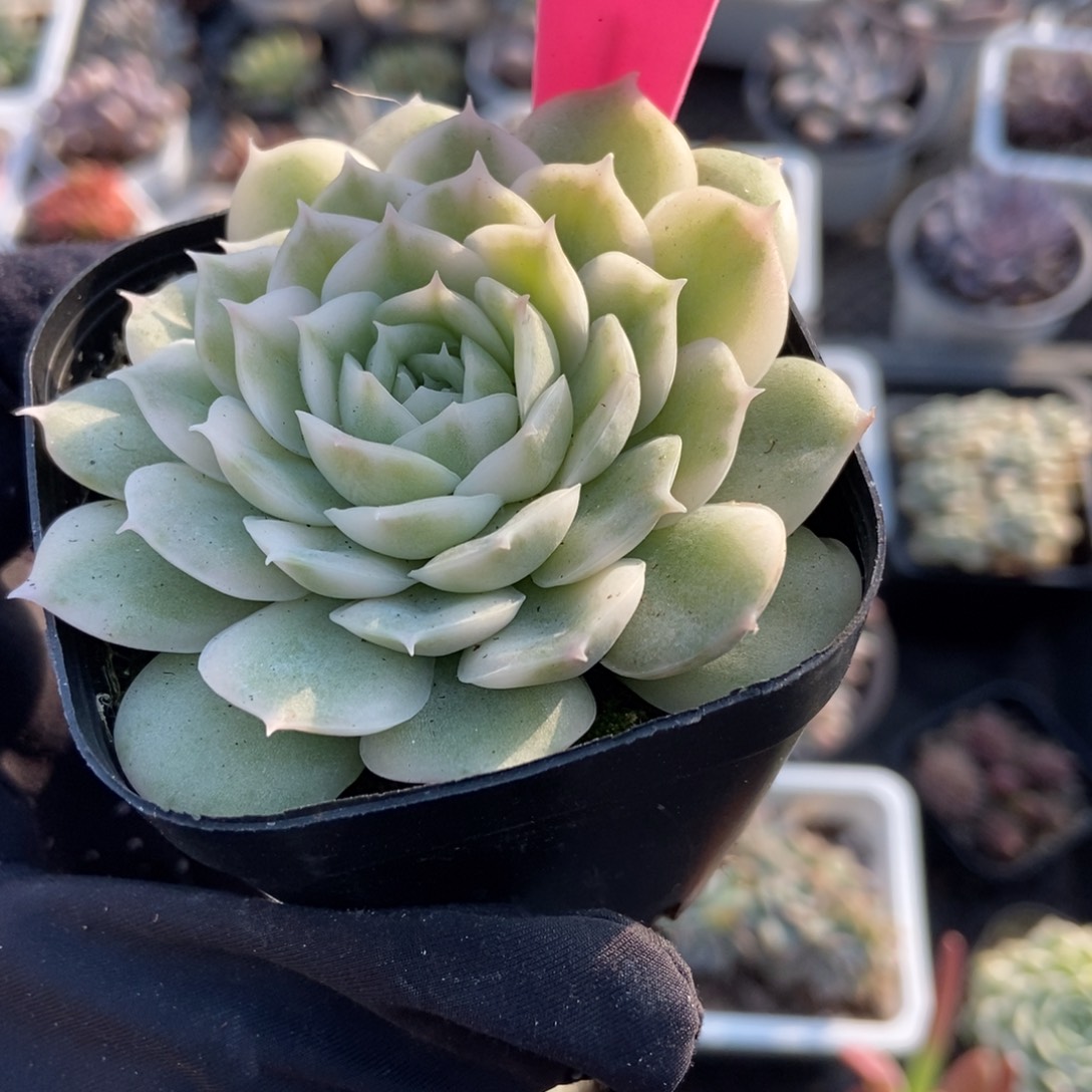 49盎司诺锦多肉植物