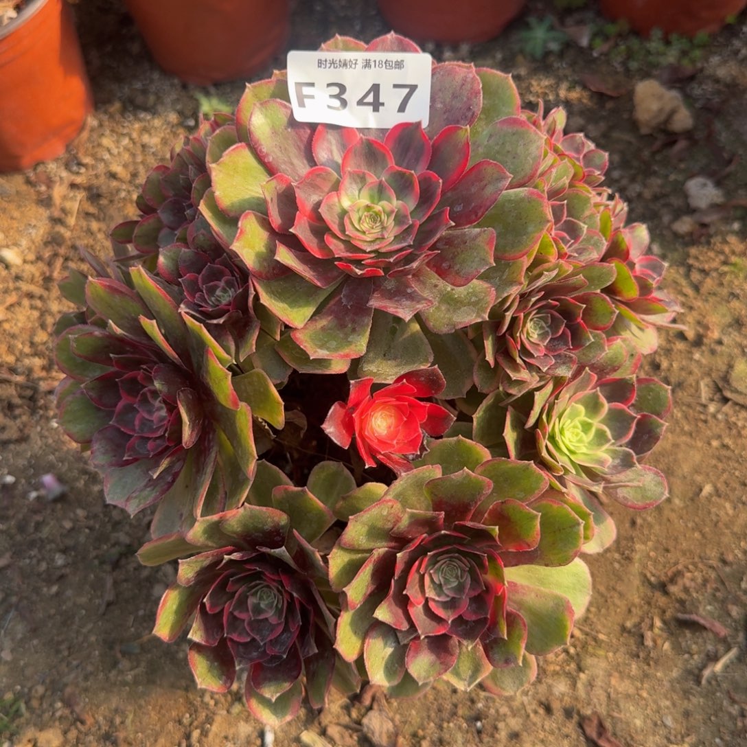 347克拉恋人。多肉植物