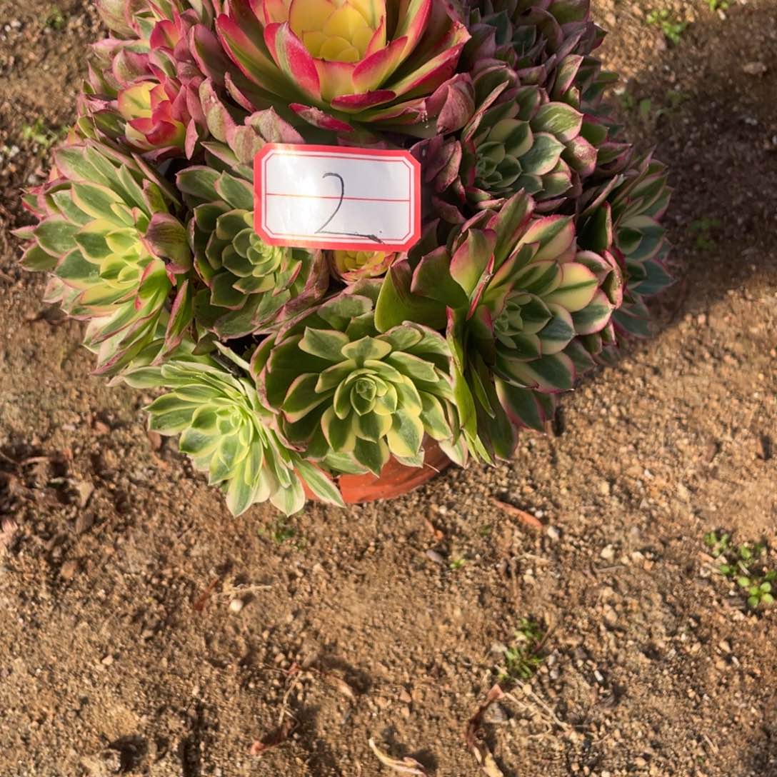 法师多肉植物是在